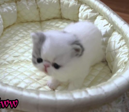 Gattino con raffreddore