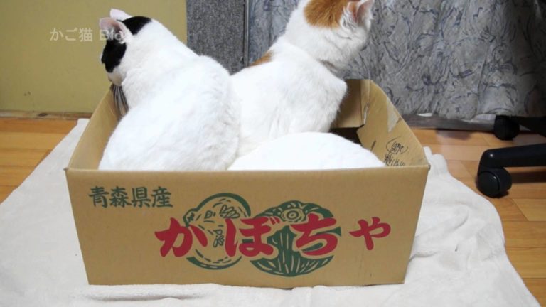 Gatti in scatola