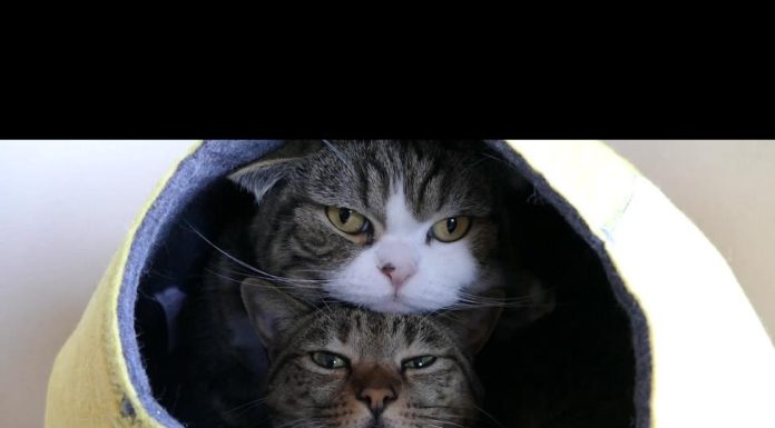 Un letto giallo per Maru