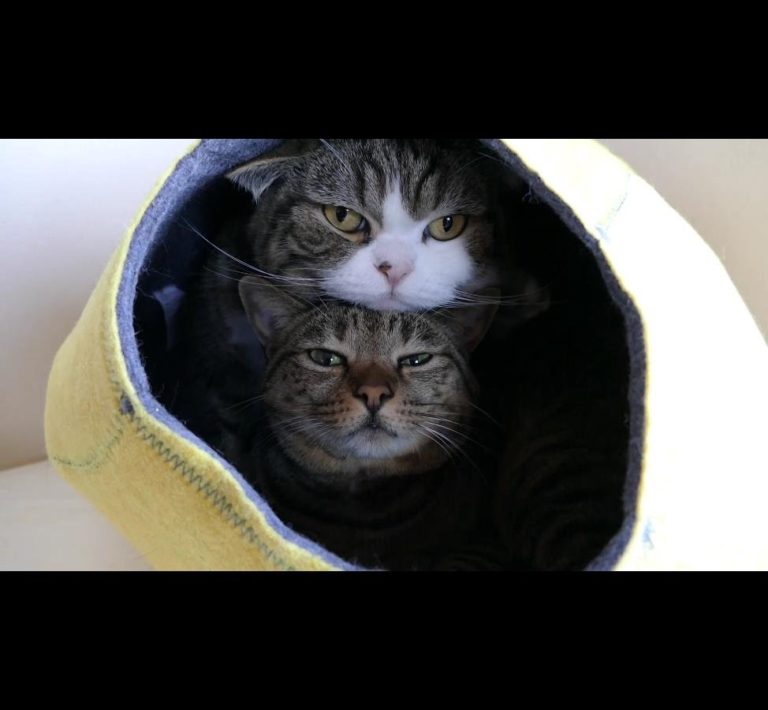 Un letto giallo per Maru