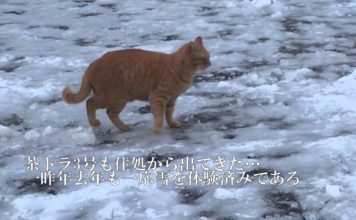 Gatti e neve