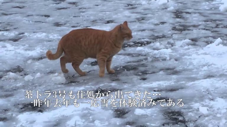 Gatti e neve