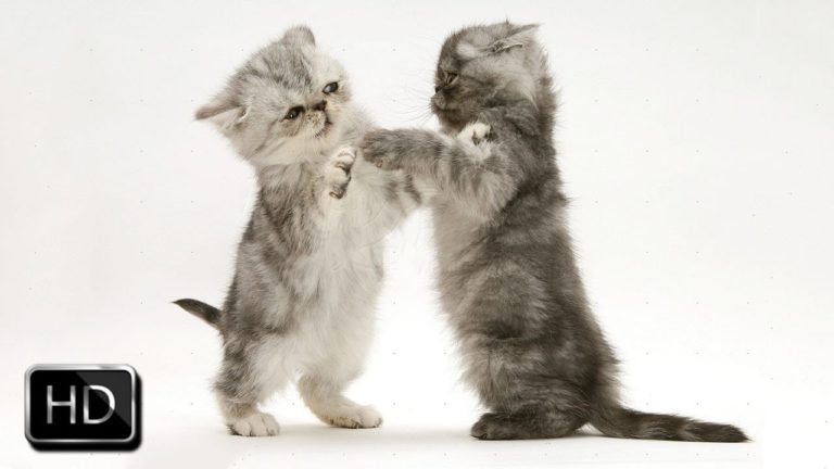 Graziosi gattini nell’ora di gioco