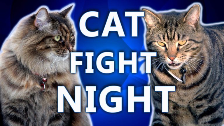 Cat boxing