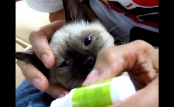 Come pulire occhi e orecchie del gatto