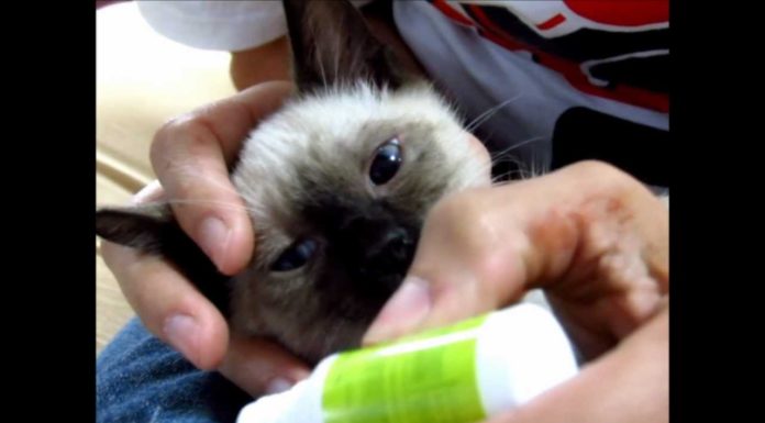 Come pulire occhi e orecchie del gatto