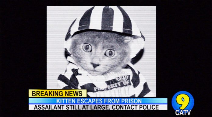 Gatto scappa di prigione