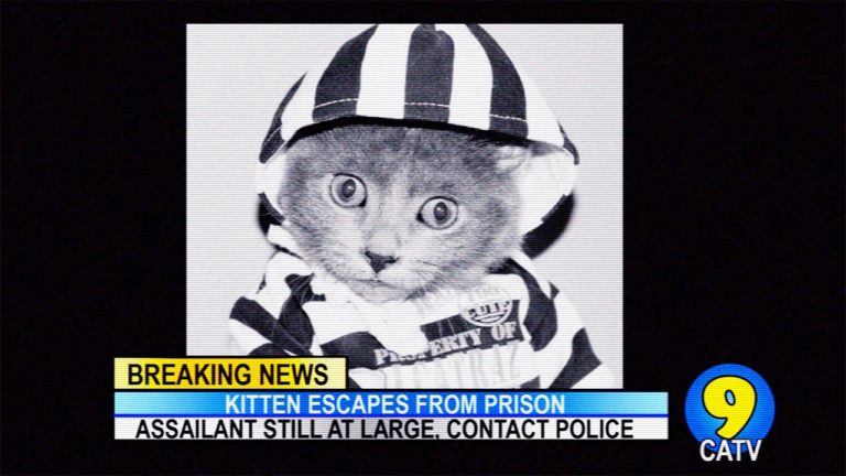 Gatto scappa di prigione