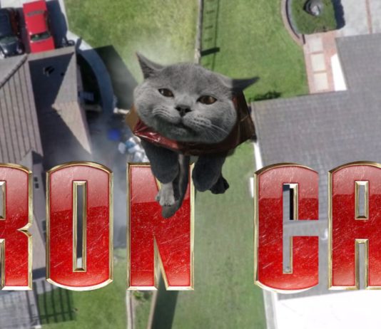 Aaron’s Animals compilation Aarons cat