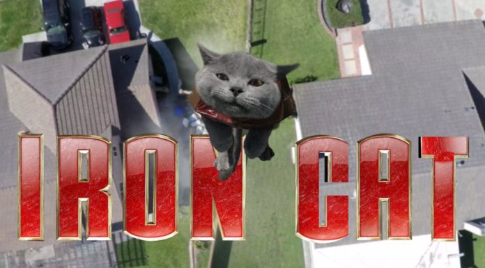 Aaron’s Animals compilation Aarons cat