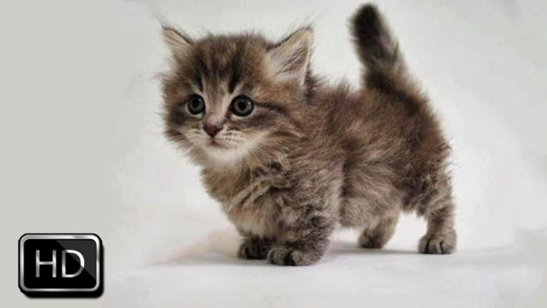 Fluffy kittens