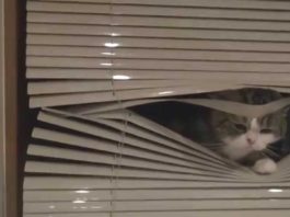 Dove si è nascosto Maru?