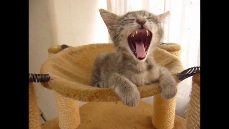 Gattino loquace