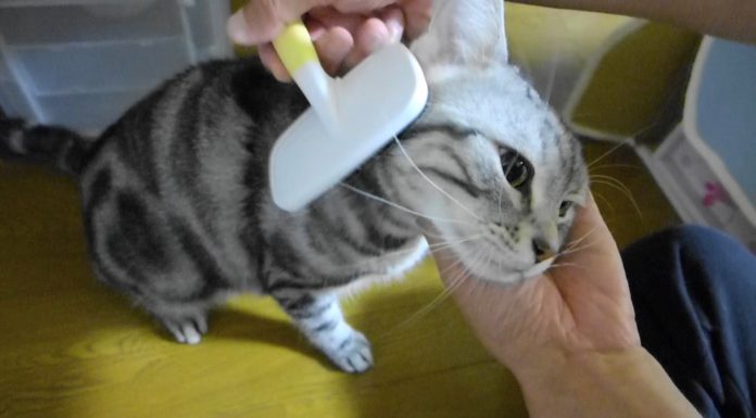 Sutton e l’ora della spazzolata