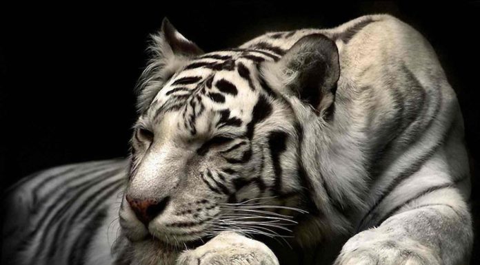 Tigre bianca con i suoi cuccioli