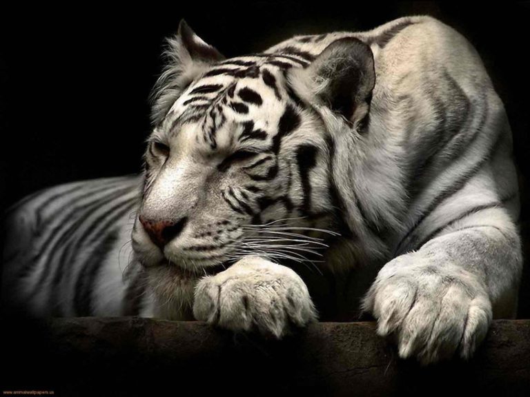 Tigre bianca con i suoi cuccioli