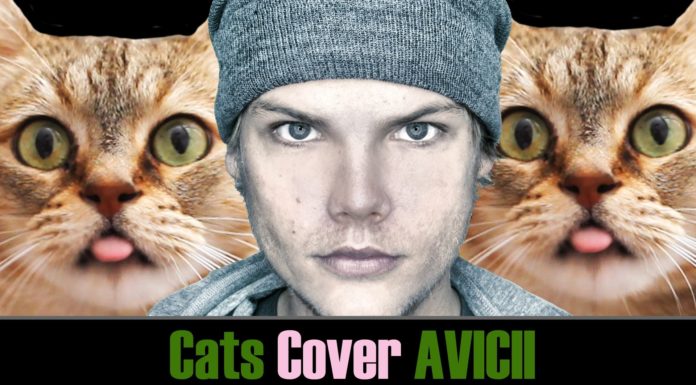 “Wake me up”, cat edition