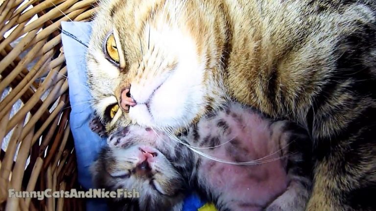 Piccoli gattini imparano a “parlare”