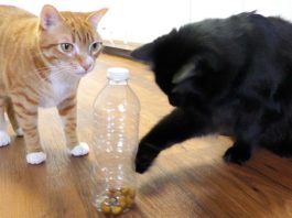 Come rendere la vita del vostro gatto divertente