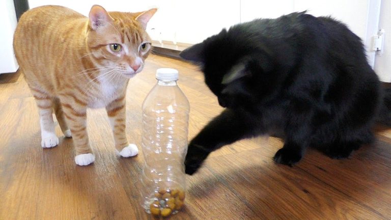 Come rendere la vita del vostro gatto divertente