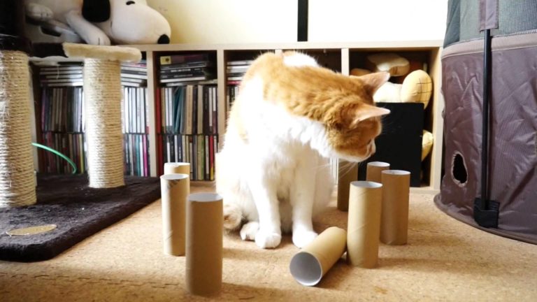 Gatti e cani… in cerchio