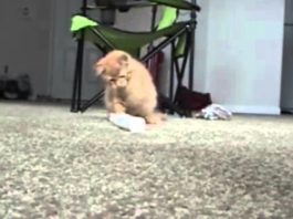 Gattino gioca con lo spazzolino