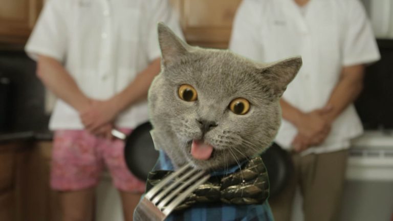 Gatti in cucina