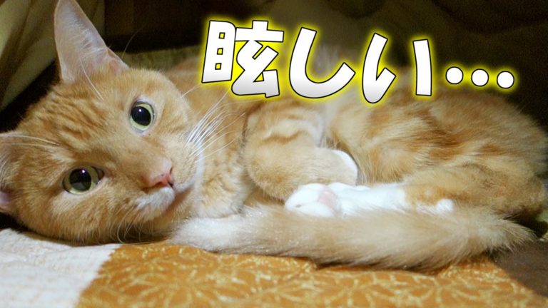 Gatto si copre il volto con la zampa