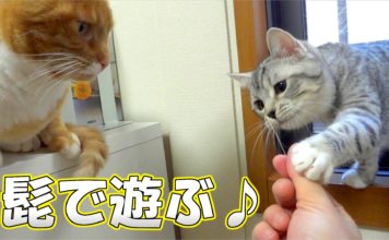 Gatti giocano con un loro baffo