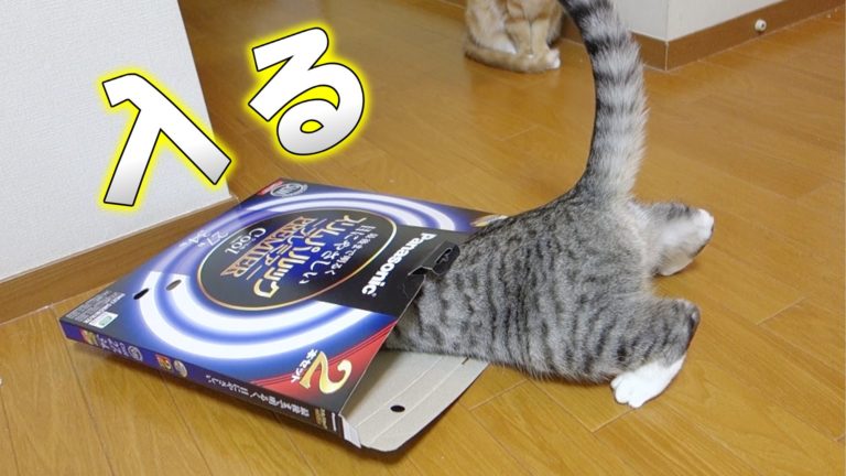 Gatto entra in una scatola sottilissima