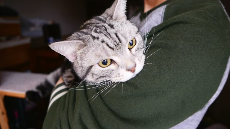 Gattino incontra… un pupazzo di neve