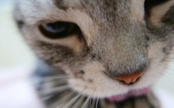 Io ci tengo alla pulizia