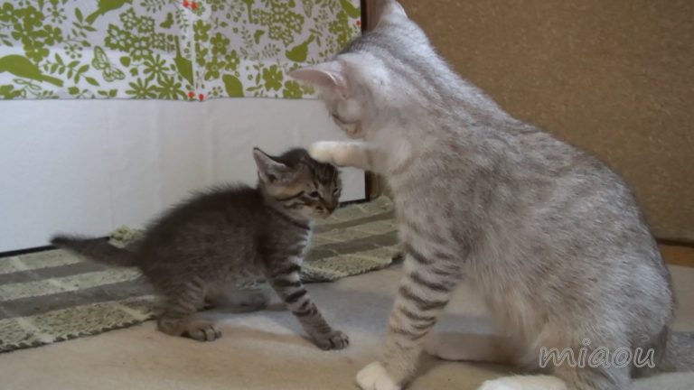Leo fa amicizia con i gatti di casa