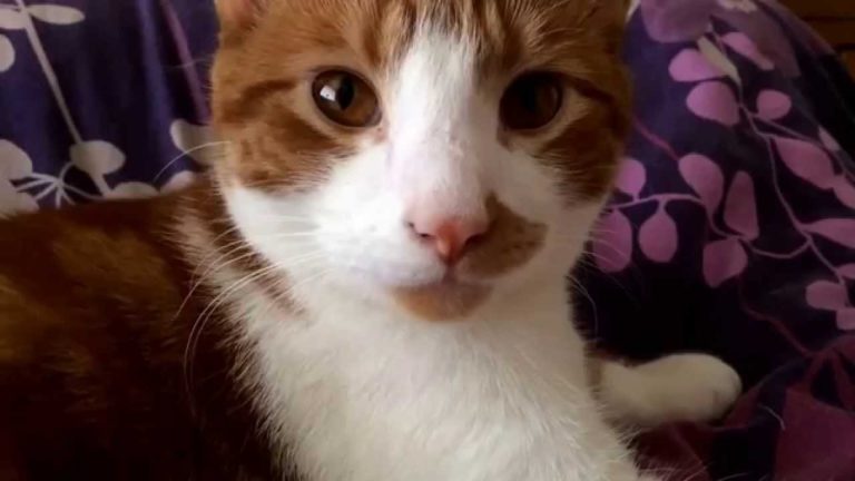 Oscar fa le fusa