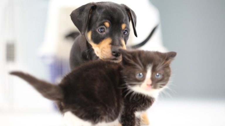 Gattini e cagnolini: primi approcci