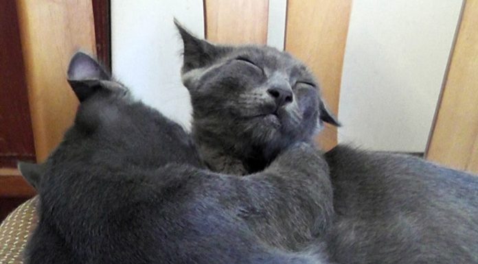 Non possiamo stare lontani