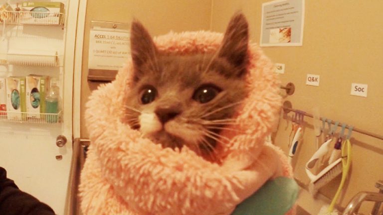 24 ore in una nursery per gatti