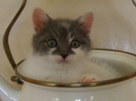 Gattino gioca in una teiera