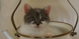 Gattino gioca in una teiera