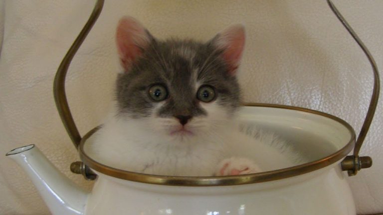 Gattino gioca in una teiera
