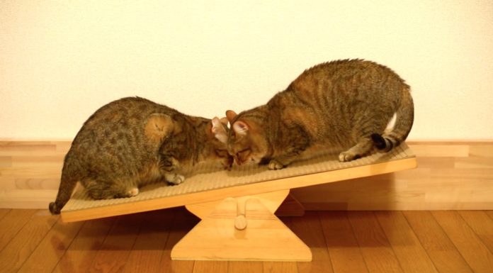 Andiamo sull’altalena