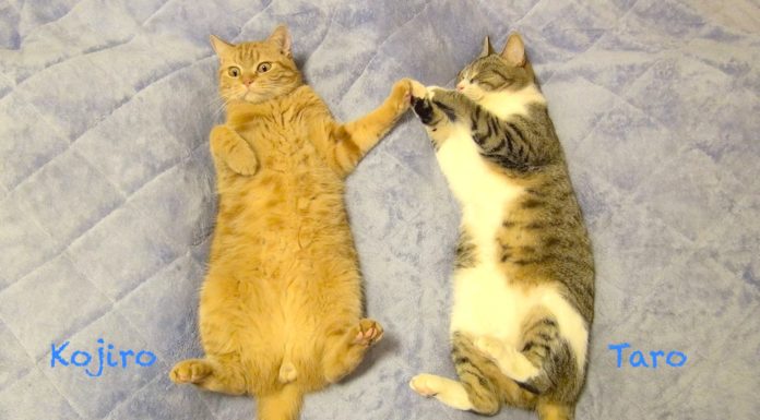 Gatti che dormono come bambini