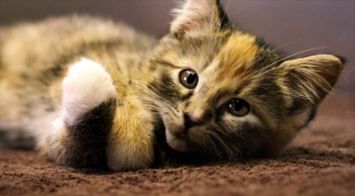 “I Want…”: Io voglio amare qualcuno I want