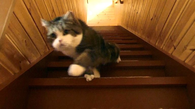 Slow motion per Maru e Hana