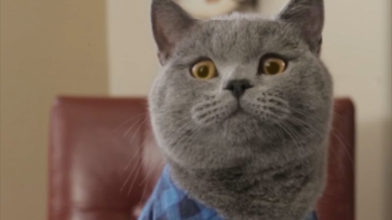 Quando il tuo gatto scopre che hai una relazione… con un altro gatto