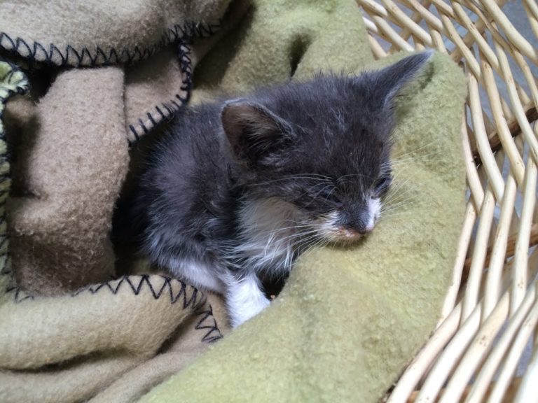 Il salvataggio di un minuscolo gattino