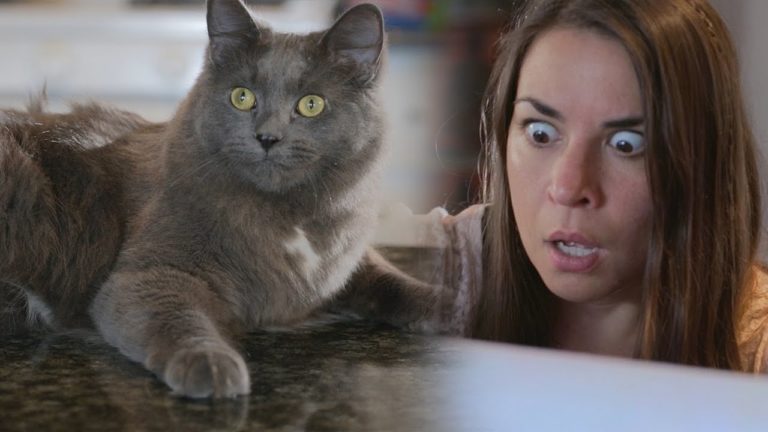 Gatto si nasconde sotto la tovaglia. Con un risultato a sorpresa