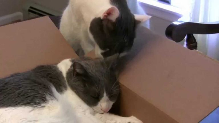 Gatti si contendono uno scatolone