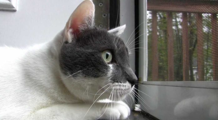 Leo, gran chiacchierone