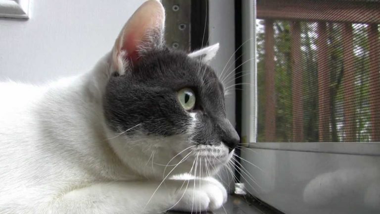 Leo, gran chiacchierone